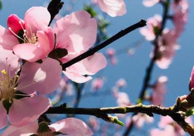 桃花修剪什么时间最好,桃花可以重剪吗