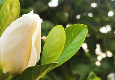 栀子花浇水太多会死吗,栀子花平时怎么浇水
