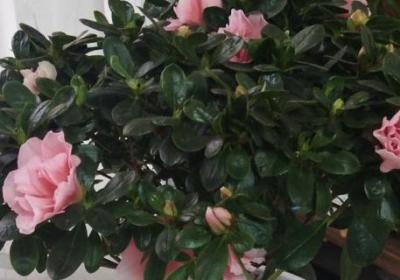 杜鹃如何养护四季开花,如何换盆