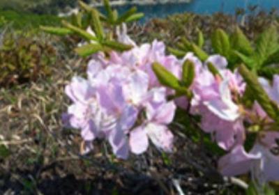 杜鹃开花后如何修剪,怎么浇水