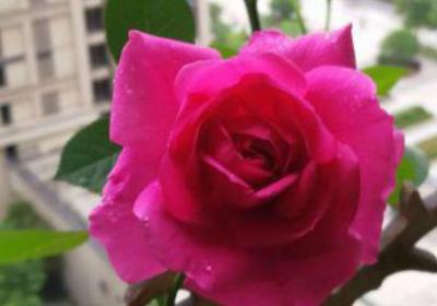 玫瑰花什么时候施肥,施什么肥好