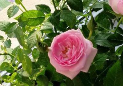 玫瑰花浇水过多了如何急救,浇水太多怎么办