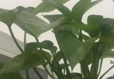 淘米水浇绿萝的正确方法,长期使用淘米水浇花好吗