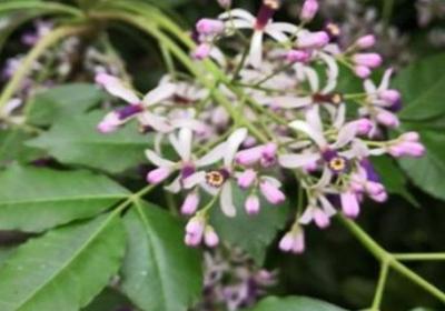 丁香花怎么养开花好,丁香花什么时候开花