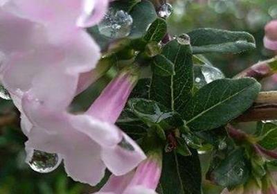 丁香花花期如何养护,什么时候开花