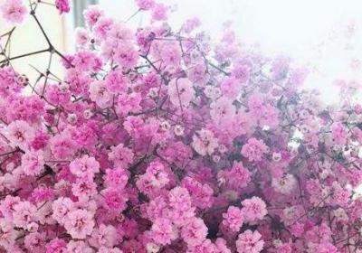 满天星如何养,开花期间能施肥吗