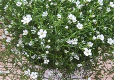 满天星干花的茎可以扦插吗,干花可以放卧室吗