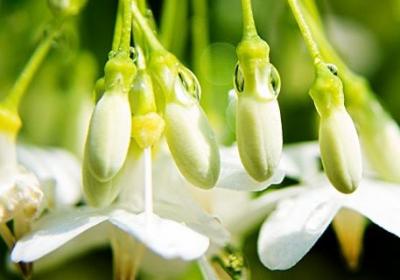 茉莉花如何播种,茉莉花播种时间