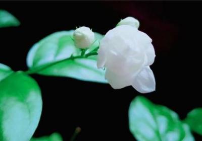 茉莉花花期如何管理,茉莉花什么时候开花