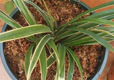 兰花盆栽种植步骤及注意事项