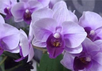 兰花种植后如何判断服盆,没服盆的兰花怎样浇水