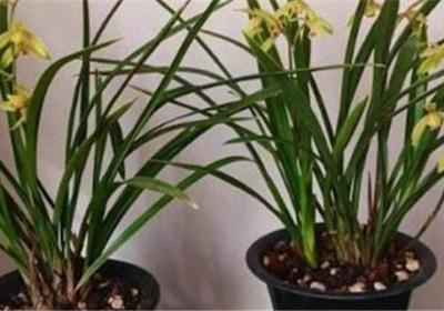 兰花怎么栽种种植方法介绍