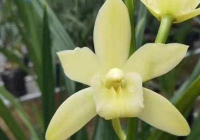 怎么能让兰花长根发芽,发新芽要注意什么