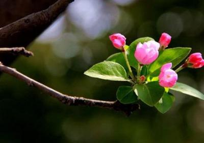 海棠小苗什么季节移栽,不带土移栽能活吗