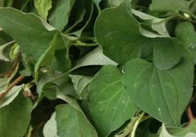 鱼腥草在什么季节种植,怎么种植