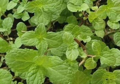 薄荷播种方法和时间,薄荷可以一年四季种吗