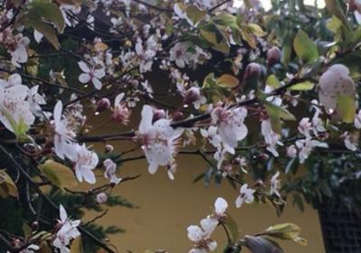 梅花上盆用什么土最好,梅花上盆注意事项