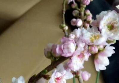 梅花压条一般在几月份,梅花的高压繁殖方法