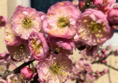 梅花嫁接时间和方法,梅花嫁接用什么砧木