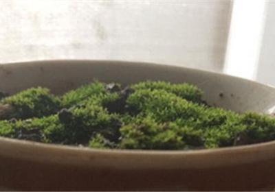 苔藓怎么繁殖,怎么在家里自制苔藓