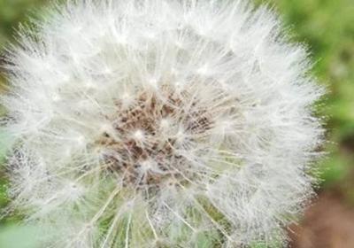 蒲公英怎么种植,蒲公英种植技术及管理