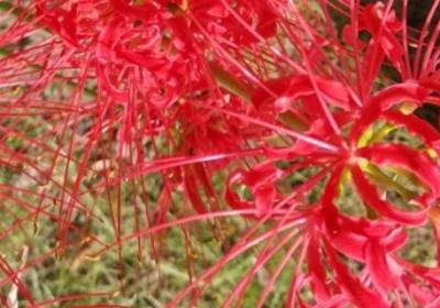彼岸花用什么盆种植,夏季可以给彼岸花换盆吗