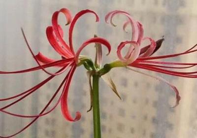 彼岸花是石蒜花吗,彼岸花与石蒜花的区别