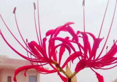 彼岸花什么季节开花,彼岸花几年才开花