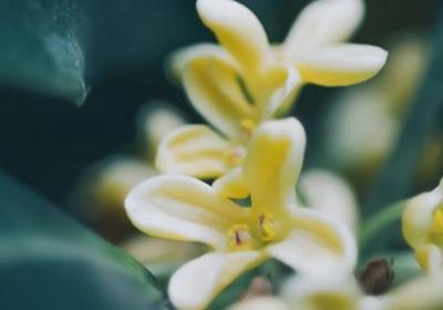 桂花花期怎么浇水,桂花花期管理事项