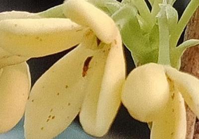 桂花花期怎么护理,桂花花期需要施肥吗
