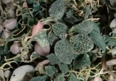 怎样种植金线莲,金线莲图片