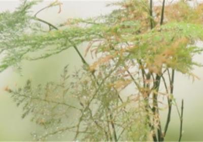 文竹怎么修剪,会开花吗