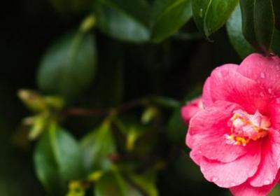 山茶花的养殖方法,山茶花图片