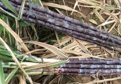 甘蔗怎么种植种植技术介绍