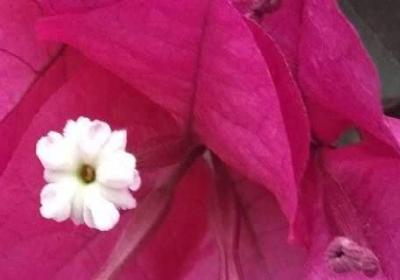 三角梅什么时候开花花期介绍