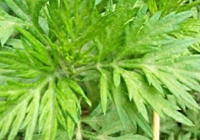 艾草种植方法,艾草的图片