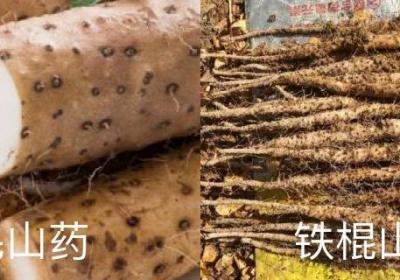 毛山药和铁棍山药区别