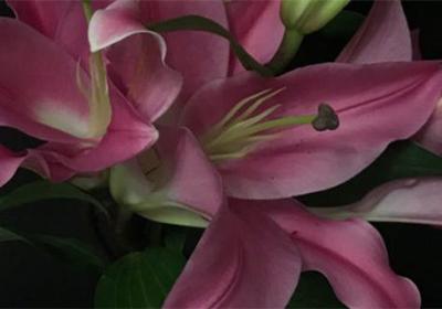 百合花怎么养,百合花图片