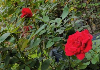 玫瑰花怎么种,玫瑰花什么时候种