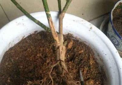盆栽怎么排积水,怎么看花盆是否积水