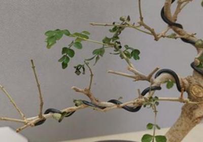 对节白蜡繁育技术