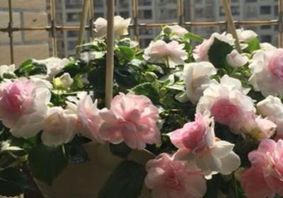 非洲重瓣凤仙花的养殖