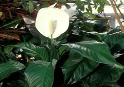 白鹤芋花期后如何养护
