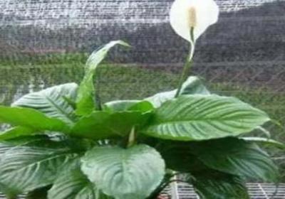 白鹤芋如何水培