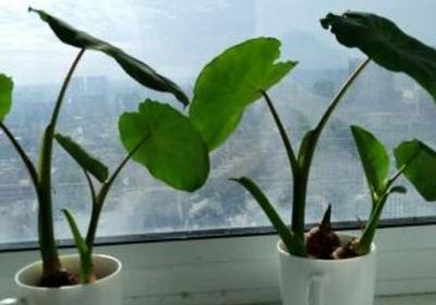 水培植物养大后怎么办