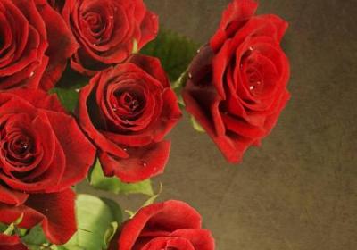 玫瑰花怎么养水里才开花