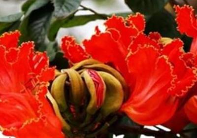火烧花的养殖方法