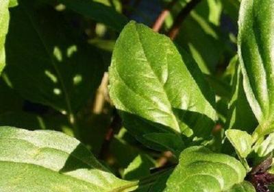 香草植物的养殖方法