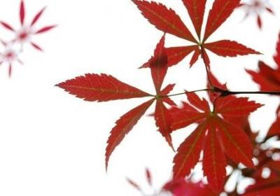 枫树如何养