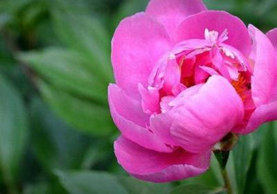 芍药如何过冬
